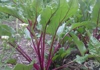 �������� �� �������� ���� �� ������� ��������, ������������ ��� �� ������� �� ������� ������