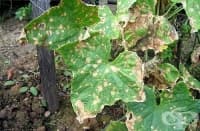 ��������� ������������ � ������� �������� ����� ���� � ����� �������