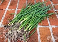 ��� ������ ���������� ����� � ��������� ��, ����������� ��� �� ����������� �����