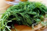 Ако страдате от атеросклероза, чаят от копър и дилянка ще ви помогне