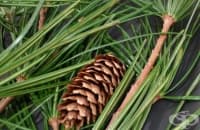 ���������� �� ����������� ���� � ������ �������