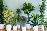 ����������� ���-����������� ������ �������� �� ����������� �� �������