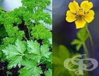 Изберете дали с магданоз или петопръстник да излекувате бъбреците си