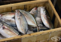 ���������� ������������ �� ���� 9 ���� ����