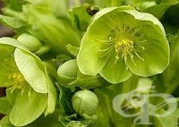 Излекувайте с кукуряк болезнените стави при ревматизъм и ишиас