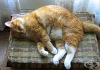 ����������� �������� �� ��������, �� �� �� �������� ������� �� ������������ �����