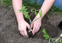 ����������� ����� �� ���� ���� ����� ���������� �� �������� �� ����������