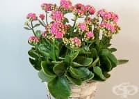 ����������� �������� ��� ��������, ������, �������, ����� � ���� ��������