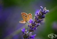 ����������� ���������, �� �� ��������� ������ � ������