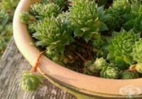 ����������� ����� �� ������� ������ ������ � ������ ����