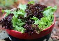 ����������� ���� �� ������ ����� �������� ���������