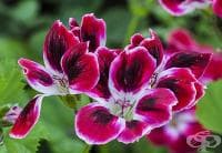 ����������� ������ �� ����������� �� �������� � ���������