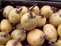 �������� ���������� ���� �� ������� �� 4 ��������