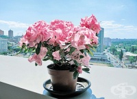 ��� �� ���������� ������� ������ � ������� ������?