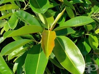 ��� �� �� ������ �� ������, �� �� ���� ����� � ������� �� �������� ��?