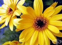 ��� �� �� �������� ���������� ��������� �� ���������?