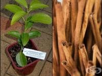 ��� �� �� ��������� �������� ����� � ������� �������?