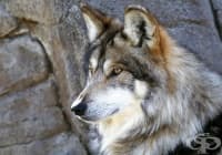 ����� �� ������, ��� ������� ���� �������