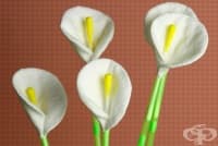 ��������� ������� ���� �� �������� ���������