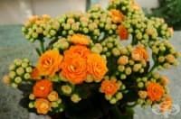 ��������� ������� � ���� � ���� 5 ������ ��������