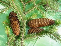 Лекувайте и пречиствайте белите си дробове със сироп от смърчови шишарки