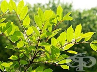 Лекувайте шиповете вътрешно със смрадлика