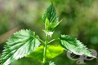 Лекувайте вътрешно разширените вени със запарка от коприва
