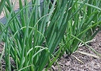 ����� ������� � ���� ���������� ������� �� ���� � ������ � ��������