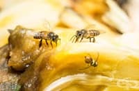 ��������� �� ����� �� ������� ������ �� ���������� ���