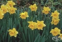 ������� ���� ����� ����� �� ������� ���������� �� �������