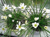 ����������� �������� �������� � 10 ���������� ��������