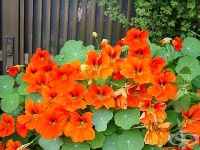 ������� 5 ����� �� ������� ���������� �� ��������� �������