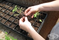 ������� 7-�� ����� �� �������� ��������� �� ��������� ������