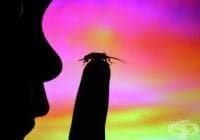 ������� ����� ����� �� ������ � ���� 4 ����� /1 ����/