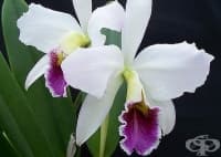 ������� ��� �� �������� ������� �� ������� ���������� � ����