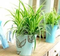 ����������� ���������� �� ����������� �� ������� �� ������ ��������