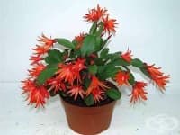 ����������� ���������, �� �� �� ������� �� ������� ������� ���� ������ ����