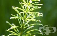 Пийте чай от полски хвощ срещу подагра и инфекция на пикочните пътища