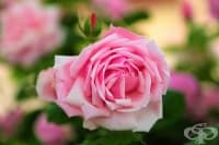 4 ������ �� ���������� �� ������� ����