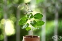 ���������� �� ������� ����� �� �����, ������ � ������