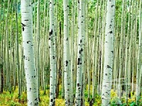 Пречистете бъбреците и пикочните пътища с чай от бреза