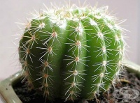 ���������� ������� � �������� �� ���� 5 ������ ��������