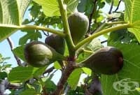 ���������� ����������� ��� ��� �� ��������� �����