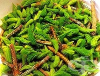 При атеросклероза и бъбречни болести се пречистете с пролетни борови клонки