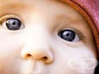 При болезнено никнене на зъбките, втрийте масло от лайка във венците на бебето