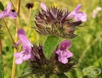 � ������� ������ �� ������ ������� ��������� ��� �������� � ����������