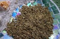 ����� ��� ����� ������� ���� �� ������