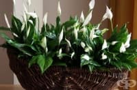 ����������� ����������, �� �� �� �������� �� ������� � ����