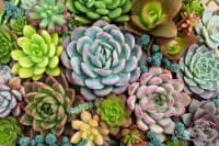 ��� �� �� ������ �� �����������