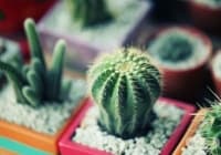 ������� ��������� ������� � ���� ��� 7 ������ ��������